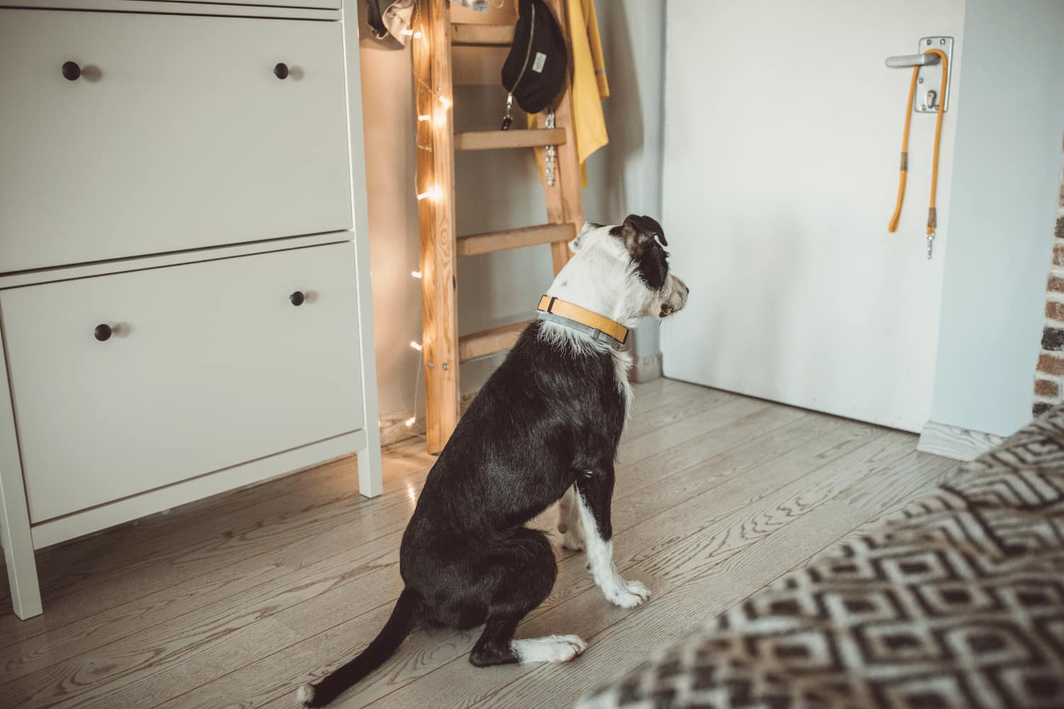 dog waiting to go on a walk